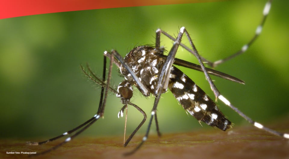 Kasus Demam Berdarah Dengue di Indonesia Melonjak pada 2022